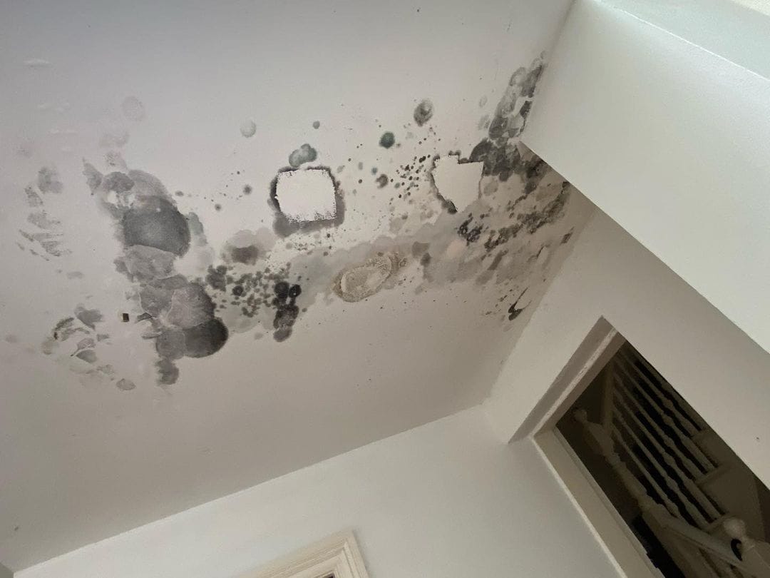 Mould Cleaning & Remediation