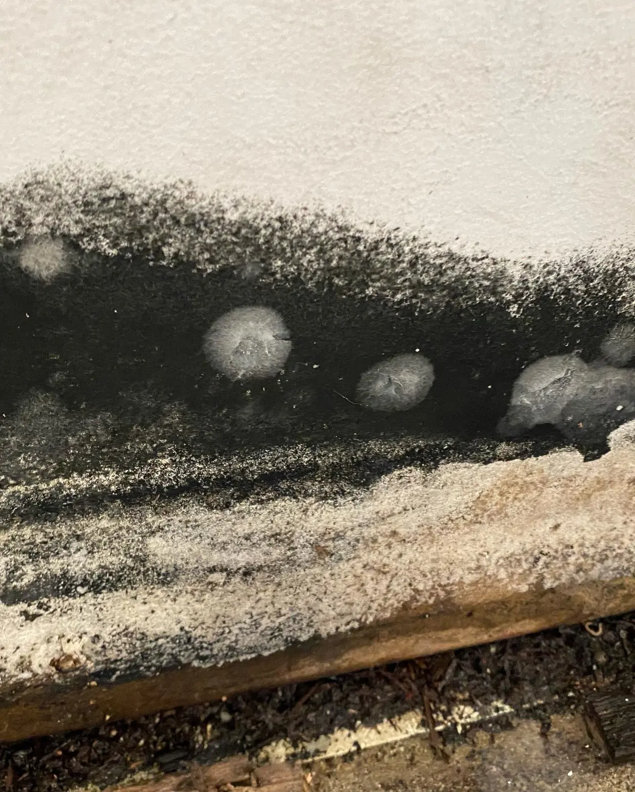 Mould behind skirting
